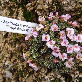 Saxifraga x poluanglica 'Tvoje Radost'