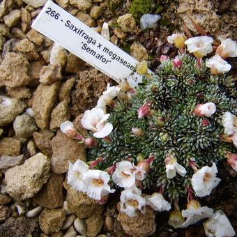 Saxifraga x megaseaeflora 'Semafor'