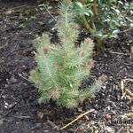 Pinus pinea 'Silver Crest' - Parasolden