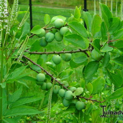Pruimelaar - Prunus domestica 'Opal'