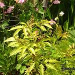 Sambucus racemosa 'Plumosa Aurea' - Trosvlier - Sambucus racemosa 'Plumosa Aurea'