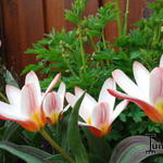 Tulipa 'Heart's Delight' - Tulp