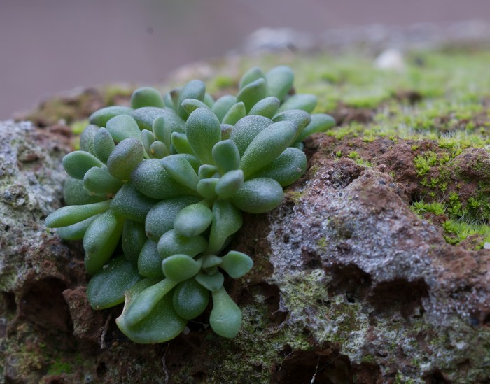 Rosularia rosulata - Rosularia rosulata