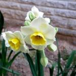 Narcissus tazetta 'Avalanche' - Narcis