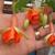 Fuchsia 'Tangerine'