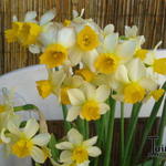 Narcissus 'Topolino' - Narcis - Narcissus 'Topolino'