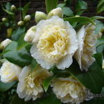 Camellia japonica 'Brushfield's Yellow' - Camelia