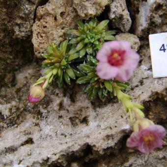 Saxifraga x cullinnanii 'Radvan Horny'