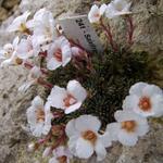 Saxifraga x megaseaeflora 'Roztyly' - Steenbreek
