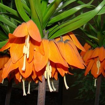 Fritillaria imperialis 'Aurora'