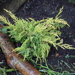 Juniperus x pfitzeriana 'King of Spring' - Jeneverbes - Juniperus x pfitzeriana 'King of Spring'