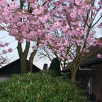 Japanse sierkers - Prunus serrulata 'Kanzan'