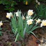 Narcissus 'Salome' - Narcis