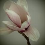Magnolia x soulangeana - Beverboom