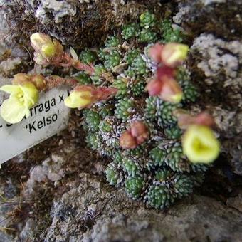 Saxifraga x boydii 'Kelso'