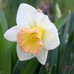 Narcissus 'British Gamble'  - Narcis