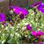 Aubrieta gracilis 'KITTE Purple'