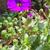 Aubrieta gracilis 'KITTE Purple'
