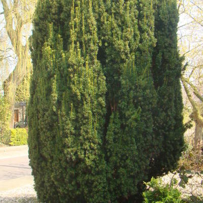 Venijnboom - Taxus baccata 'Fastigiata Aurea'