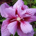 Hibiscus syriacus 'Purple Pillar' - Althaeastruik