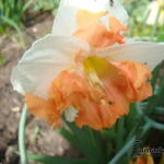 Narcissus 'Sunny Girlfriend' - Narcis, Spleetkronige narcis
