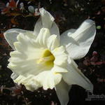 Narcissus 'Beersheba' - Narcis
