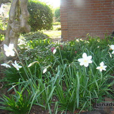 Dichtersnarcis - Narcissus poeticus 'Actaea'