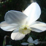 Narcissus poeticus 'Actaea' - Dichtersnarcis