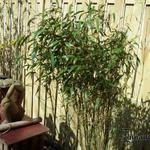Fargesia murieliae 'Novecento' - Bamboe