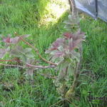 Sambucus racemosa 'Tenuifolia' - Fijnbladige bergvlier