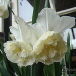 Narcissus 'White Marvel' - Narcis