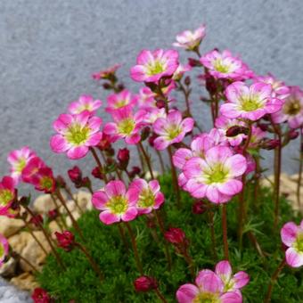 Saxifraga x arendsii ‘Roter Knirps’