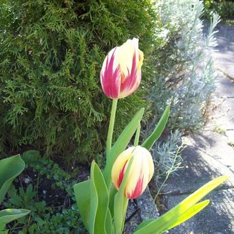 Tulipa 'Mickey Mouse'