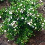 Chamelaucium uncinatum - Waxflower