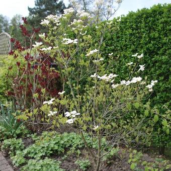 Cornus florida