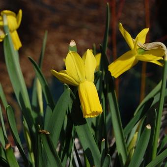 Narcissus cyclamineus 'Rapture'