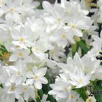 Narcissus papyraceus 'Ziva' - Narcis, Paperwhite