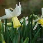 Narcissus cyclamineus 'Jenny' - Narcis