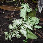 Athyrium niponicum var. pictum 'Silver Falls' - Japanse regenboog
