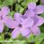 Phlox stolonifera 'Violet Vere'