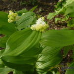 Maianthemum racemosum subsp. amplexicaule 'Emily Moody' - Valse salomonszegel