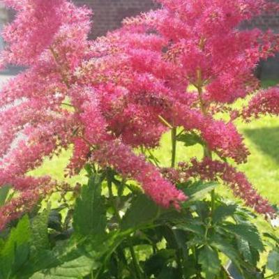 Pluimspirea - Astilbe x arendsii 'Fanal'