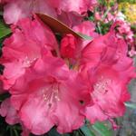 Rhododendron yakushimanum 'Sneezy' - Rododendron - Rhododendron yakushimanum 'Sneezy'