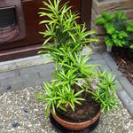 Podocarpus macrophyllus - Japanse Boeddahden