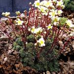 Saxifraga paniculata var. minutifolia - Trossteenbreek