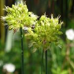 Allium obliquum - Syberisch knoflook