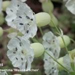Silene uniflora 'Weisskehlchen' - Lijmkruid/Hemelroosje - Silene uniflora 'Weisskehlchen'