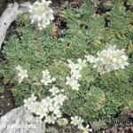 Saxifraga paniculata - Trossteenbreek