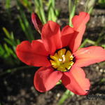 Sparaxis tricolor - Zigeunerbloemen