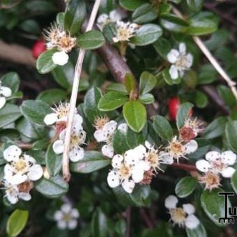 Cotoneaster  x suecicus 'Coral Beauty'